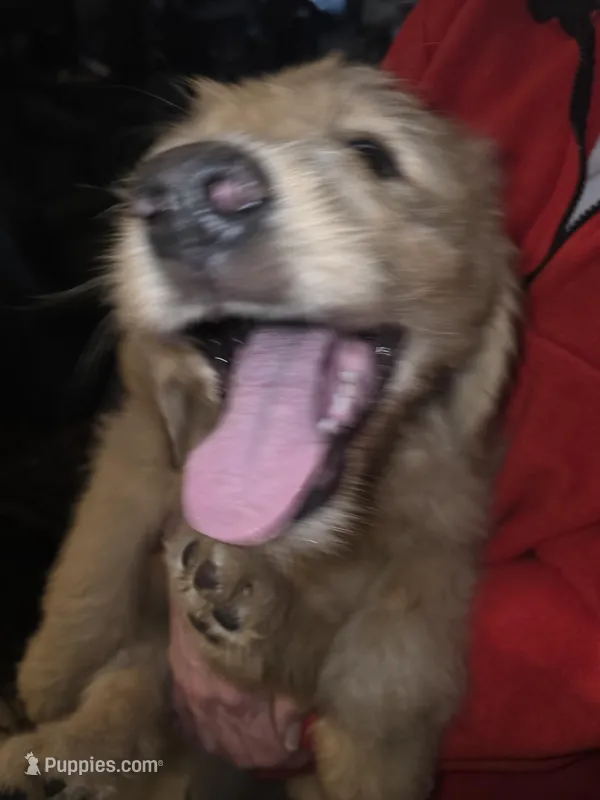 Roxy – Goldendoodle puppy for sale in Harbor Beach, MI