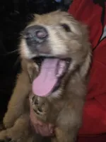Roxy, a female Goldendoodle for sale in Harbor Beach, MI – Photo 1 of 10