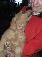 Roxy, a female Goldendoodle for sale in Harbor Beach, MI – Photo 9 of 10