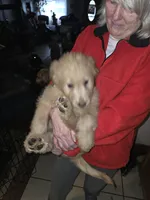 Roxy, a female Goldendoodle for sale in Harbor Beach, MI – Photo 10 of 10