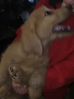 Roxy, a female Goldendoodle for sale in Harbor Beach, MI – Photo 3 of 10