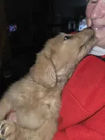 Roxy, a female Goldendoodle for sale in Harbor Beach, MI – Photo 7 of 10