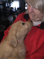Roxy, a female Goldendoodle for sale in Harbor Beach, MI – Photo 2 of 10