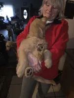 Roxy, a female Goldendoodle for sale in Harbor Beach, MI – Photo 4 of 10