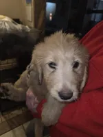 Roxy, a female Goldendoodle for sale in Harbor Beach, MI – Photo 6 of 10