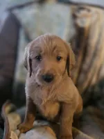 Ginger, a female Goldendoodle for sale in Harbor Beach, MI – Photo 8 of 10