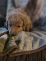 Ginger, a female Goldendoodle for sale in Harbor Beach, MI – Photo 2 of 10