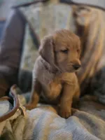 Ginger, a female Goldendoodle for sale in Harbor Beach, MI – Photo 10 of 10