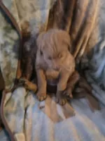 Ginger, a female Goldendoodle for sale in Harbor Beach, MI – Photo 3 of 10