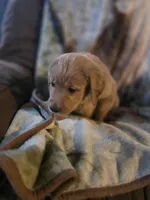 Ginger, a female Goldendoodle for sale in Harbor Beach, MI – Photo 9 of 10