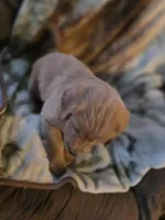 Ginger, a female Goldendoodle for sale in Harbor Beach, MI – Photo 5 of 10