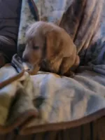 Ginger, a female Goldendoodle for sale in Harbor Beach, MI – Photo 4 of 10