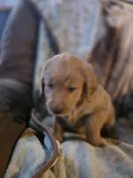 Ginger, a female Goldendoodle for sale in Harbor Beach, MI – Photo 1 of 10