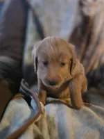 Ginger, a female Goldendoodle for sale in Harbor Beach, MI – Photo 6 of 10