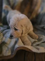 Pete, a male Goldendoodle for sale in Harbor Beach, MI – Photo 3 of 10