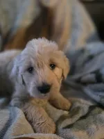Pete, a male Goldendoodle for sale in Harbor Beach, MI – Photo 9 of 10