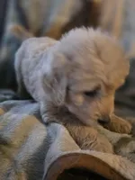 Pete, a male Goldendoodle for sale in Harbor Beach, MI – Photo 10 of 10