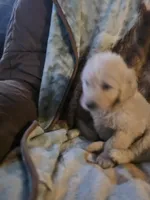 Pete, a male Goldendoodle for sale in Harbor Beach, MI – Photo 6 of 10