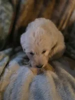 Pete, a male Goldendoodle for sale in Harbor Beach, MI – Photo 2 of 10
