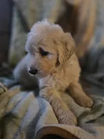 Pete, a male Goldendoodle for sale in Harbor Beach, MI – Photo 4 of 10