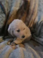 Pete, a male Goldendoodle for sale in Harbor Beach, MI – Photo 7 of 10