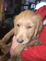 Astro, a male Goldendoodle for sale in Harbor Beach, MI – Photo 2 of 7
