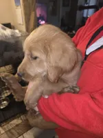 Astro, a male Goldendoodle for sale in Harbor Beach, MI – Photo 7 of 7