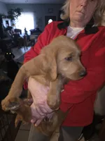 Astro, a male Goldendoodle for sale in Harbor Beach, MI – Photo 6 of 7