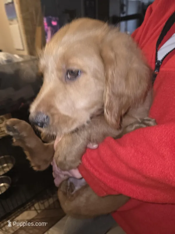 Astro – Goldendoodle puppy for sale in Harbor Beach, MI