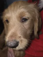 Astro, a male Goldendoodle for sale in Harbor Beach, MI – Photo 3 of 7
