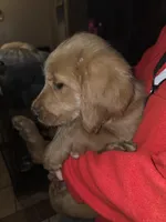 Astro, a male Goldendoodle for sale in Harbor Beach, MI – Photo 5 of 7