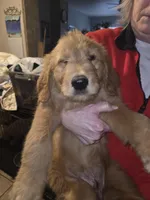 Max, a male Goldendoodle for sale in Harbor Beach, MI – Photo 2 of 5