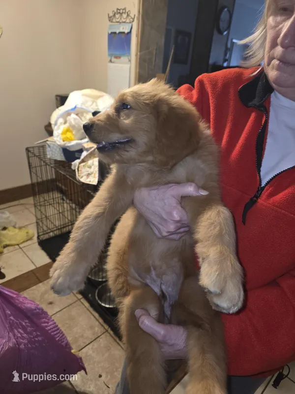 Max – Goldendoodle puppy for sale in Harbor Beach, MI