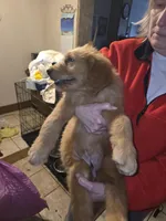Max, a male Goldendoodle for sale in Harbor Beach, MI – Photo 1 of 5
