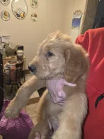 Max, a male Goldendoodle for sale in Harbor Beach, MI – Photo 4 of 5