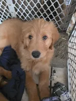 Max, a male Goldendoodle for sale in Harbor Beach, MI – Photo 3 of 5