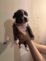 Unknown , a female American Pit Bull Terrier and American Mastiff for sale in Fort Collins, CO – Photo 2 of 2