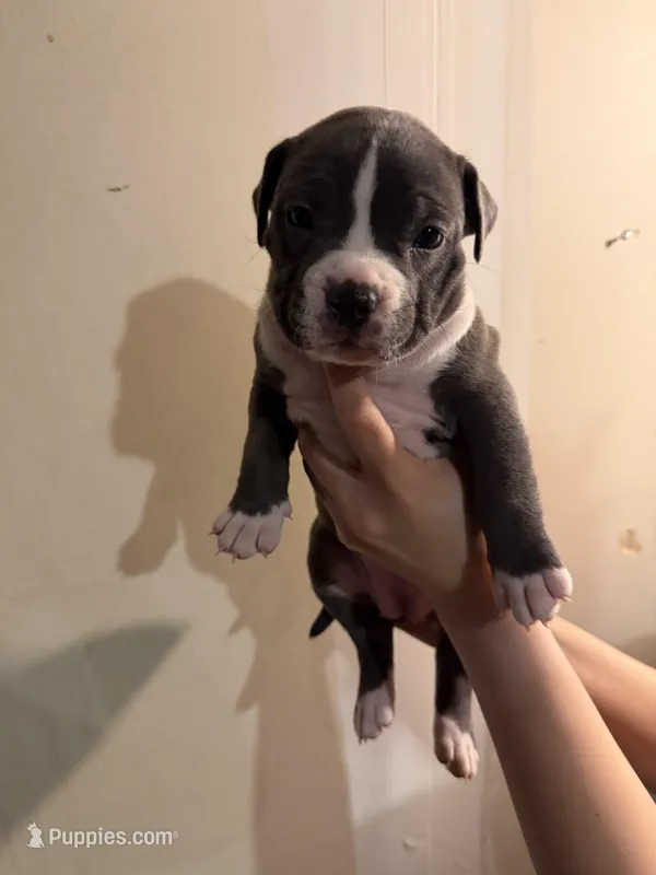 Unknown  – American Pit Bull Terrier, American Mastiff puppy for sale in Fort Collins, CO