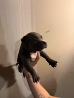 Unknown , a male American Pit Bull Terrier and American Mastiff for sale in Fort Collins, CO – Photo 2 of 2