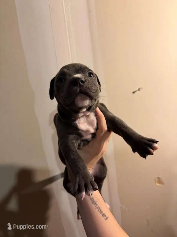 Unknown  – American Pit Bull Terrier, American Mastiff puppy for sale in Fort Collins, CO