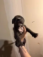 Unknown , a male American Pit Bull Terrier and American Mastiff for sale in Fort Collins, CO – Photo 1 of 2