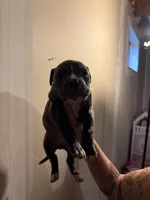 Unknown , a male American Pit Bull Terrier and American Mastiff for sale in Fort Collins, CO – Photo 2 of 2