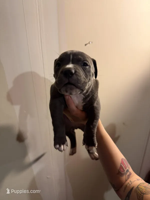 Unknown  – American Pit Bull Terrier, American Mastiff puppy for sale in Fort Collins, CO