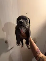 Unknown , a male American Pit Bull Terrier and American Mastiff for sale in Fort Collins, CO – Photo 1 of 2