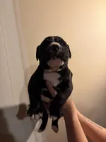 Unknown , a male American Pit Bull Terrier and American Mastiff for sale in Fort Collins, CO – Photo 2 of 2