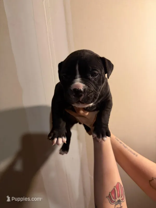 Unknown  – American Pit Bull Terrier, American Mastiff puppy for sale in Fort Collins, CO