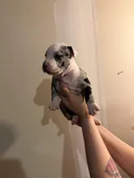 Unknown , a female American Pit Bull Terrier and American Mastiff for sale in Fort Collins, CO – Photo 2 of 2