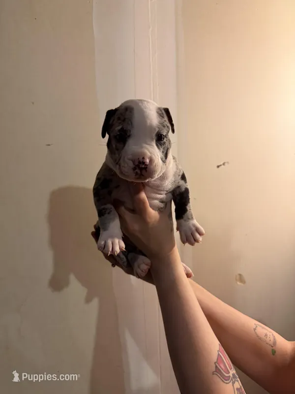 Unknown  – American Pit Bull Terrier, American Mastiff puppy for sale in Fort Collins, CO