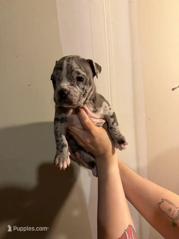 Unknown  – American Pit Bull Terrier, American Mastiff puppy for sale in Fort Collins, CO