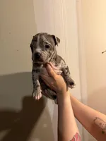 Unknown , a female American Pit Bull Terrier and American Mastiff for sale in Fort Collins, CO – Photo 1 of 2